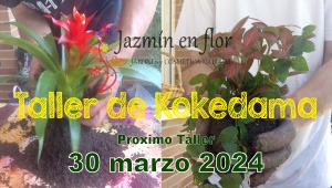 Taller de kokedama - Jazmín en flor