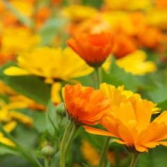 Beneficios de la caléndula Jazmín en flor
